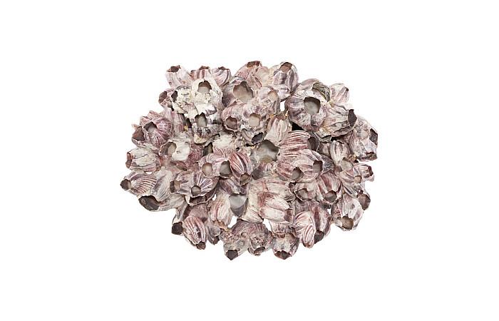 Barnacle Cluster Wall Art, LG