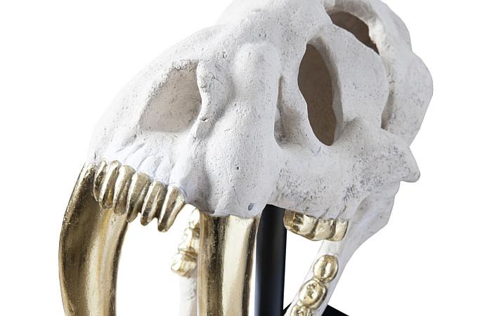 Saber Tooth Tiger Skull, Roman Stone