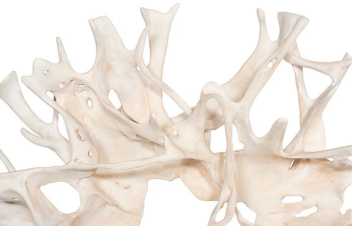 Cast Root Wall Decor, Faux Bleached