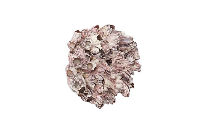 Barnacle Cluster Wall Art, LG