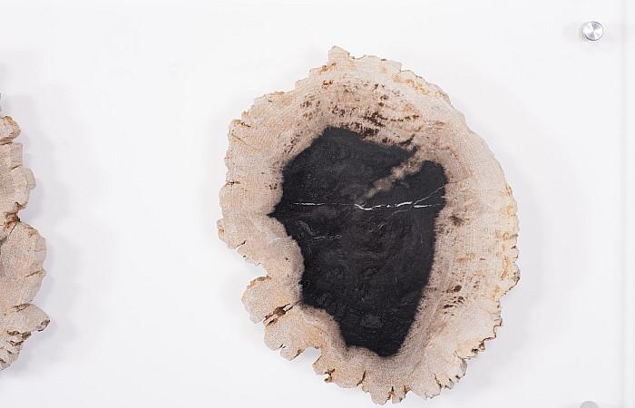 Floating Petrified Double Slice Wall Art