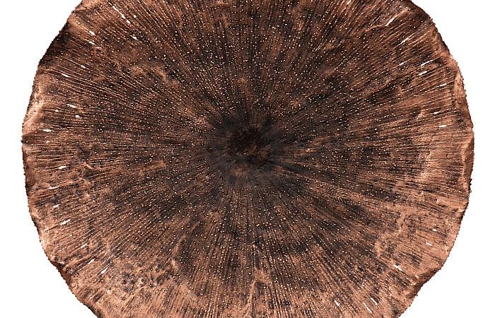 Lotus Wall Art, Copper/Black, LG