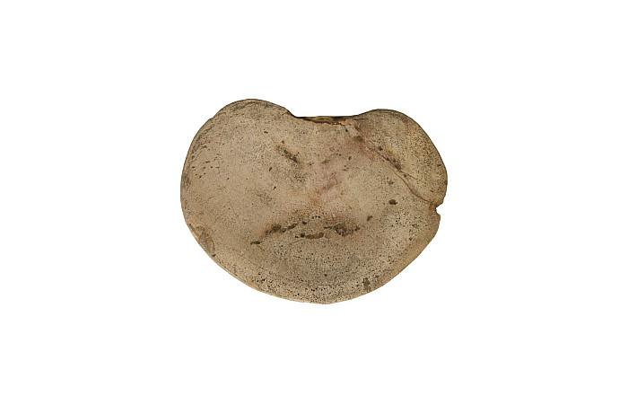 Petrified Wood Stool, Polished, Cream 8"-10" x 17"-19"h, Assorted