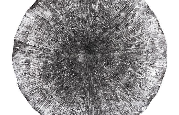 Lotus Wall Art, Silver/Black, LG