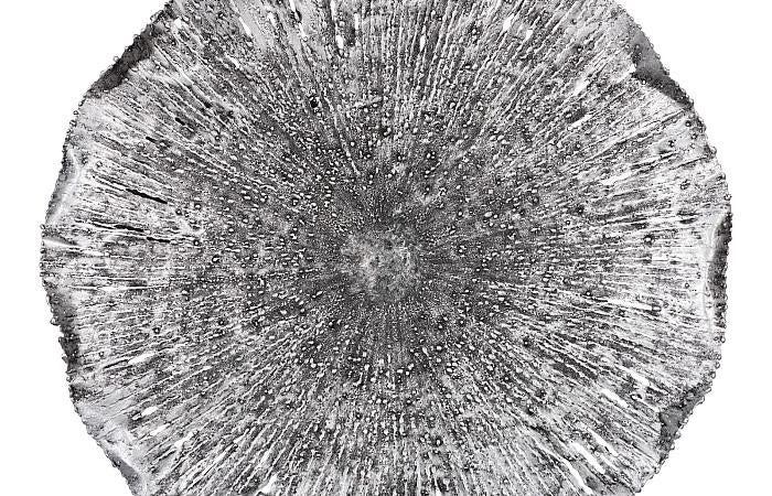 Lotus Wall Art, Silver/Black, MD