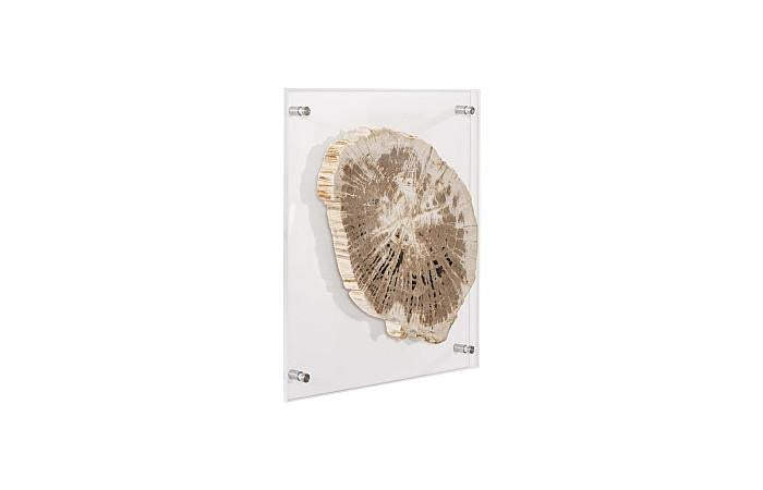 Floating Petrified Slice Wall Art, Assorted