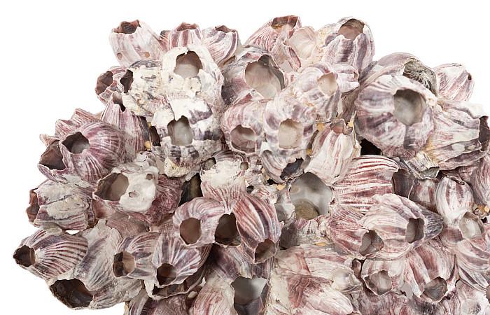 Barnacle Cluster Wall Art, LG